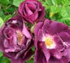 Rhapsody in Blue Rose
